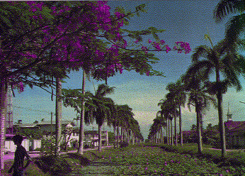 Image of a channel in Nieuw
Nickerie